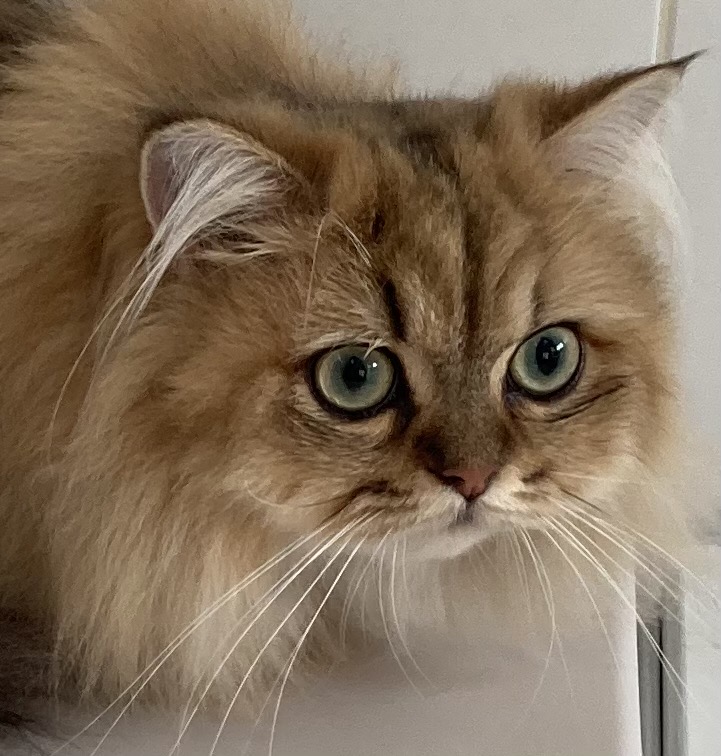 ペルシャ チンチラゴールデンのリリちゃん | キャットサロンひなたぼっこ