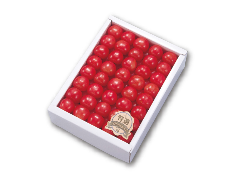 早出し加温ハウス栽培「佐藤錦 特撰」L玉 300g手詰め（3月中旬～4月