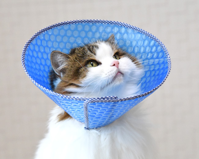 猫用エリザベスカラー ソフトタイプ キティサイズ XS 2枚組 ゴロにゃん