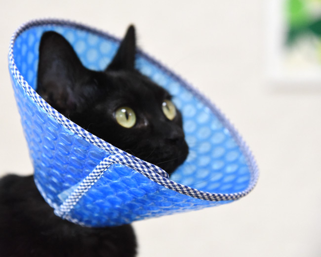 猫用エリザベスカラー ソフトタイプ キティサイズ XS 2枚組 ゴロにゃん