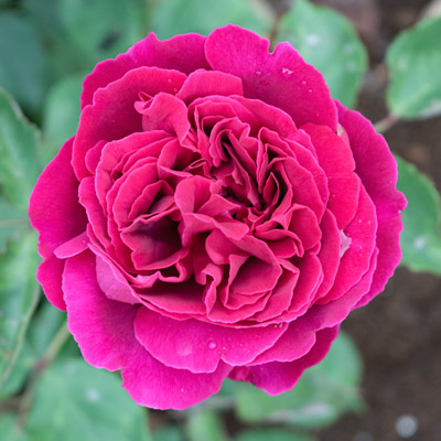 濃いピンク | 篠宮バラ園