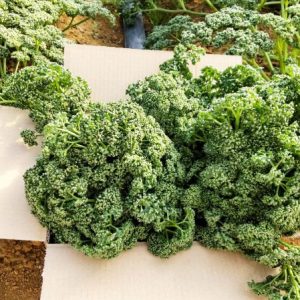 パセリ 1kg | 株式会社ソラーレ