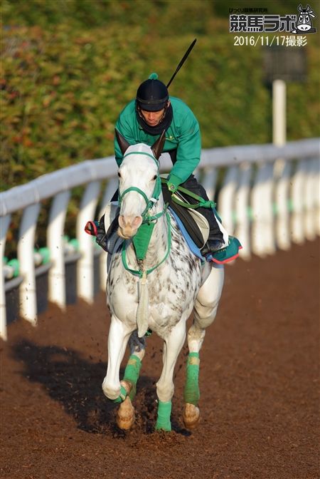 ブチコ - Buchiko - 競走馬データベース | 競馬ラボ