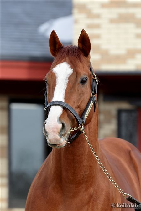 シュヴァルグラン - Cheval Grand - 競走馬データベース | 競馬ラボ