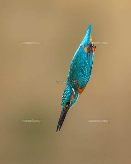 カワセミの捕食[20079000765]の写真・イラスト素材｜アマナイメージズ