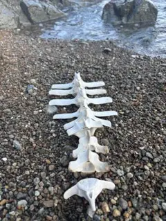 2026年最新】イルカ椎骨の人気アイテム - メルカリ