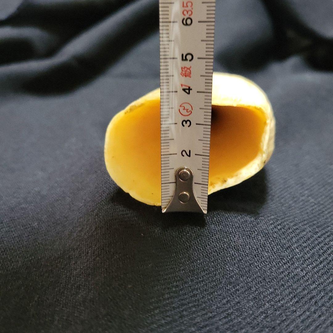 ☆ マッコウクジラ 鯨牙292.6g天然素材 印材 鯨牙 鯨歯