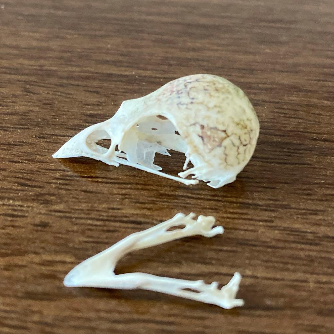 スズメの骨格標本•翼標本 - メルカリ