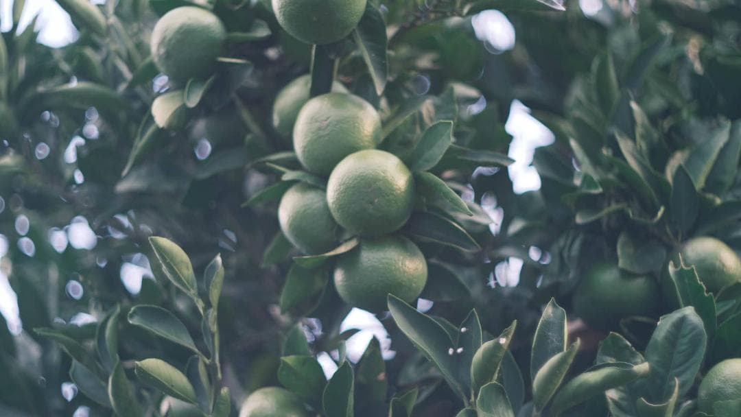 中古・良品】小西六 HEXANON 52mm f1.4 LMマウント - メルカリ